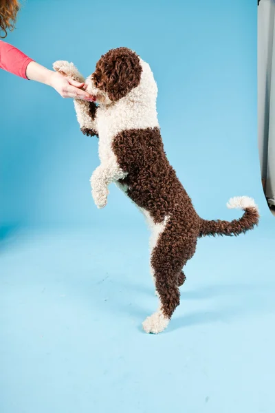 stock image White brown spanish waterdog isolated on light blue background. Perro de Agua Espanol.