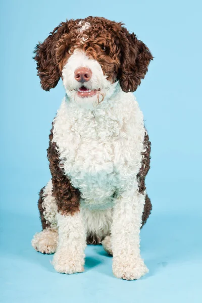 White brown spanish waterdog isolated on light blue background. Perro de Agua Espanol. — Stock Photo, Image