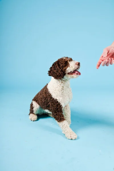 stock image White brown spanish waterdog isolated on light blue background. Perro de Agua Espanol.