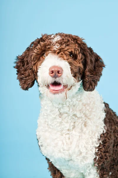 백색 갈색 스페인어 waterdog 밝은 파란색 배경에 고립. 페로 드 아구 아 스페인어. — 스톡 사진