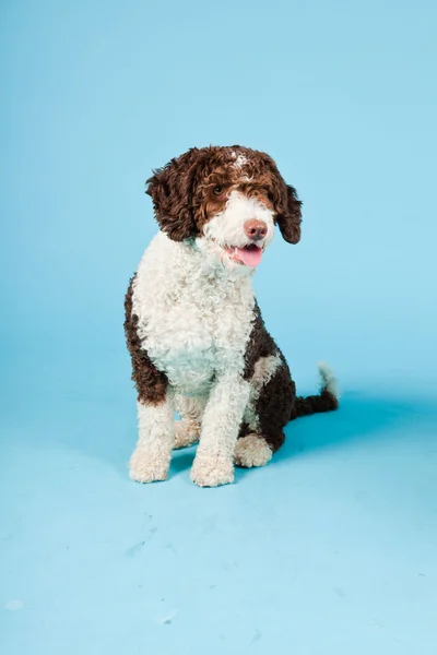 Білим коричневий іспанського waterdog ізольовані на світлому фоні синього. perro de agua espanol. — стокове фото