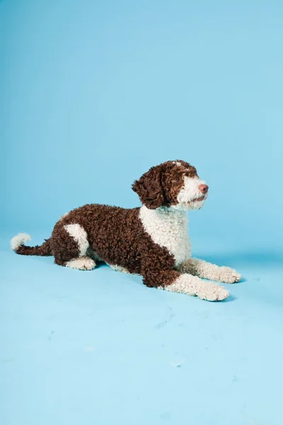 Білим коричневий іспанського waterdog ізольовані на світлому фоні синього. perro de agua espanol. — стокове фото