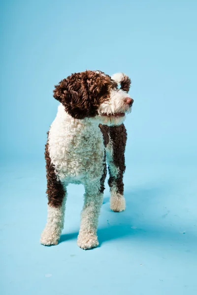 백색 갈색 스페인어 waterdog 밝은 파란색 배경에 고립. 페로 드 아구 아 스페인어. — 스톡 사진