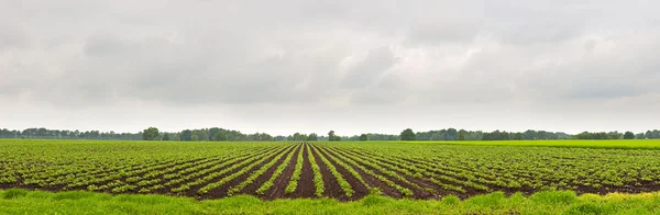 Panoramalandschaft eines landwirtschaftlichen Plantagenfeldes mit bewölktem Himmel. — Stockfoto