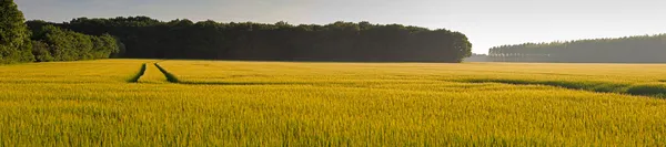 Panorama landscape of tall grass meadow with track to trees at sunset. — Stock Photo, Image
