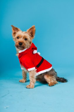sevimli yorkshire terrier köpek Noel ceket açık mavi renkli izole. Stüdyo portre.