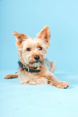 Stüdyo portre sevimli yorkshire terrier köpek açık mavi renkli izole