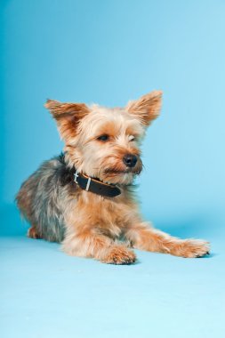 Stüdyo portre sevimli yorkshire terrier köpek açık mavi renkli izole