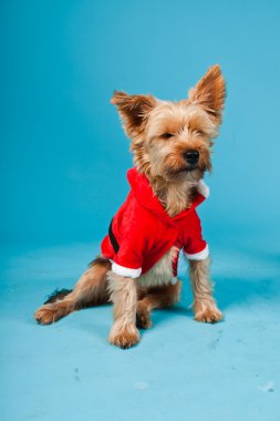 sevimli yorkshire terrier köpek Noel ceket açık mavi renkli izole. Stüdyo portre.