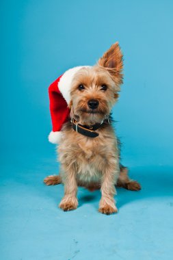 sevimli yorkshire terrier köpek Noel şapka açık mavi renkli izole. Stüdyo vurdu.