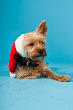 sevimli yorkshire terrier köpek Noel şapka açık mavi renkli izole. Stüdyo vurdu.