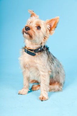 Stüdyo portre sevimli yorkshire terrier köpek açık mavi renkli izole