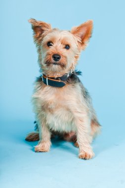 Stüdyo portre sevimli yorkshire terrier köpek açık mavi renkli izole