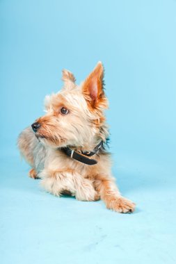 Stüdyo portre sevimli yorkshire terrier köpek açık mavi renkli izole