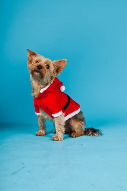 sevimli yorkshire terrier köpek Noel ceket açık mavi renkli izole. Stüdyo portre.