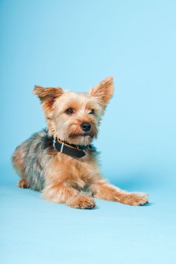 Stüdyo portre sevimli yorkshire terrier köpek açık mavi renkli izole