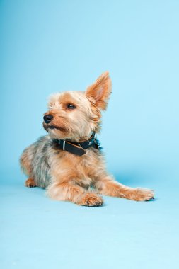 Stüdyo portre sevimli yorkshire terrier köpek açık mavi renkli izole