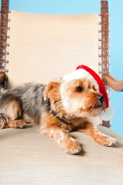 sevimli yorkshire terrier köpek Noel şapka açık mavi renkli izole sandalyede oturuyor. Stüdyo vurdu.