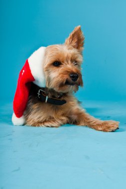 sevimli yorkshire terrier köpek Noel şapka açık mavi renkli izole. Stüdyo vurdu.