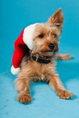 sevimli yorkshire terrier köpek Noel şapka açık mavi renkli izole. Stüdyo vurdu.