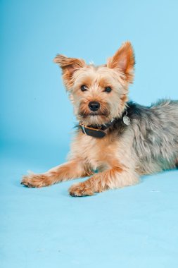 Stüdyo portre sevimli yorkshire terrier köpek açık mavi renkli izole