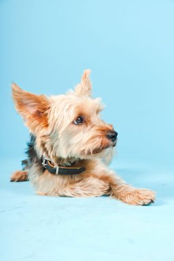 Stüdyo portre sevimli yorkshire terrier köpek açık mavi renkli izole