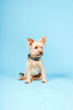 Stüdyo portre sevimli yorkshire terrier köpek açık mavi renkli izole