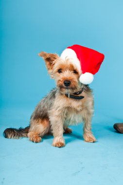 sevimli yorkshire terrier köpek Noel şapka açık mavi renkli izole. Stüdyo vurdu.