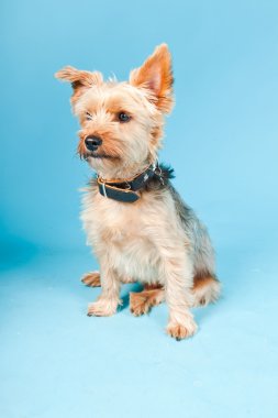 Stüdyo portre sevimli yorkshire terrier köpek açık mavi renkli izole