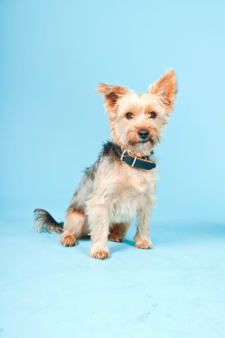 Stüdyo portre sevimli yorkshire terrier köpek açık mavi renkli izole