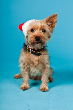 sevimli yorkshire terrier köpek Noel şapka açık mavi renkli izole. Stüdyo vurdu.