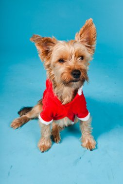 sevimli yorkshire terrier köpek Noel ceket açık mavi renkli izole. Stüdyo portre.