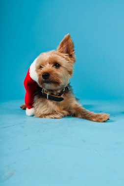 sevimli yorkshire terrier köpek Noel şapka açık mavi renkli izole. Stüdyo vurdu.