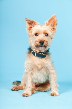 Stüdyo portre sevimli yorkshire terrier köpek açık mavi renkli izole