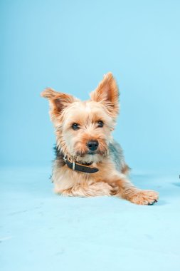 Stüdyo portre sevimli yorkshire terrier köpek açık mavi renkli izole