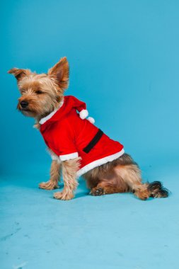 sevimli yorkshire terrier köpek Noel ceket açık mavi renkli izole. Stüdyo portre.