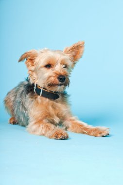 Stüdyo portre sevimli yorkshire terrier köpek açık mavi renkli izole