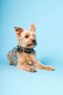 Stüdyo portre sevimli yorkshire terrier köpek açık mavi renkli izole