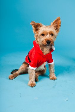 sevimli yorkshire terrier köpek Noel ceket açık mavi renkli izole. Stüdyo portre.