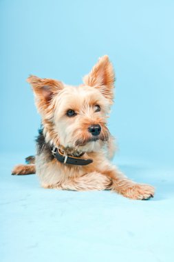 Stüdyo portre sevimli yorkshire terrier köpek açık mavi renkli izole