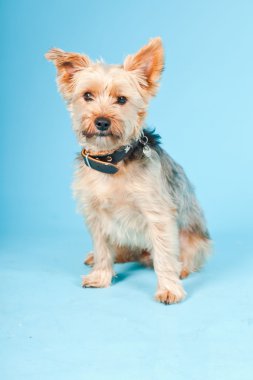 Stüdyo portre sevimli yorkshire terrier köpek açık mavi renkli izole