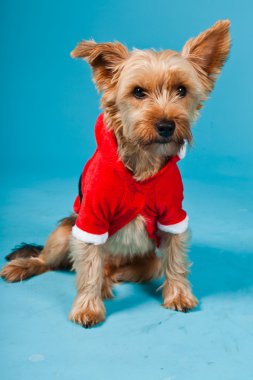 sevimli yorkshire terrier köpek Noel ceket açık mavi renkli izole. Stüdyo portre.