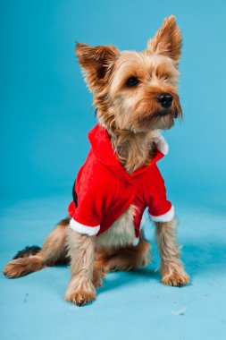 sevimli yorkshire terrier köpek Noel ceket açık mavi renkli izole. Stüdyo portre.