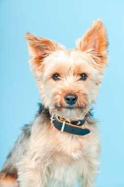 Stüdyo portre sevimli yorkshire terrier köpek açık mavi renkli izole