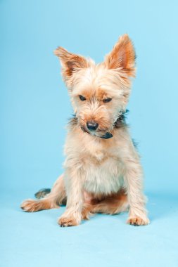 Stüdyo portre sevimli yorkshire terrier köpek açık mavi renkli izole