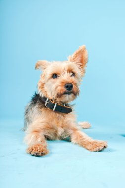 Stüdyo portre sevimli yorkshire terrier köpek açık mavi renkli izole