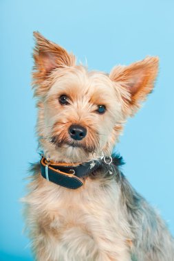 Stüdyo portre sevimli yorkshire terrier köpek açık mavi renkli izole