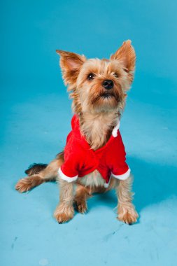 sevimli yorkshire terrier köpek Noel ceket açık mavi renkli izole. Stüdyo portre.