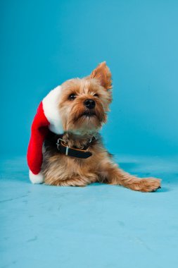 sevimli yorkshire terrier köpek Noel şapka açık mavi renkli izole. Stüdyo vurdu.