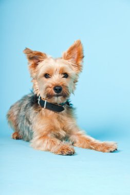 Stüdyo portre sevimli yorkshire terrier köpek açık mavi renkli izole